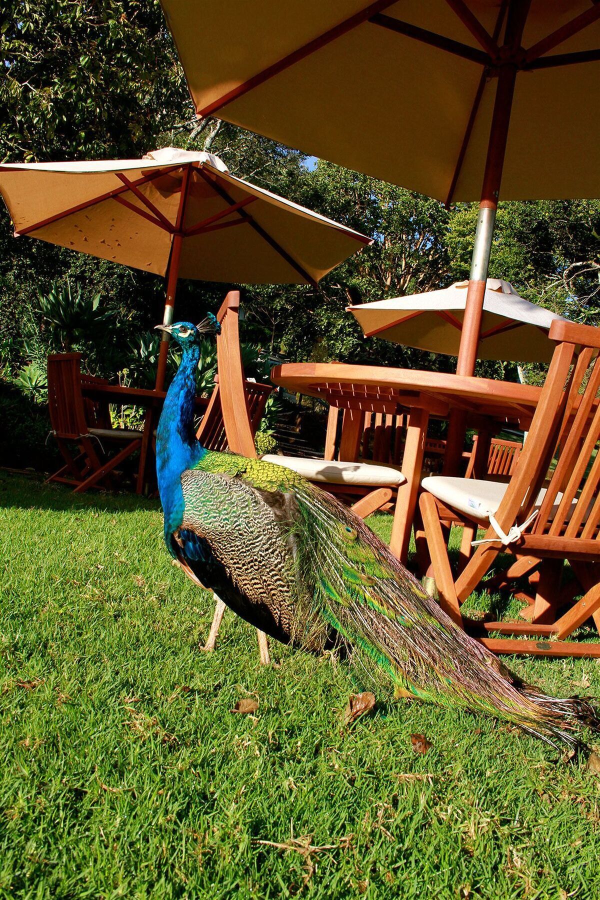 The Aberdare Country Club Hotel Mweiga Luaran gambar